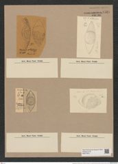Craspedodiscus rhombicus Grun. (de-Toni-Nr.: Genus 201, Species 4834) Zeichnungen Sammlung Grunow Nr. 8501 (NHMW-BOT-W0377975)